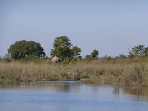 Parc National Bardia Népal éléphant