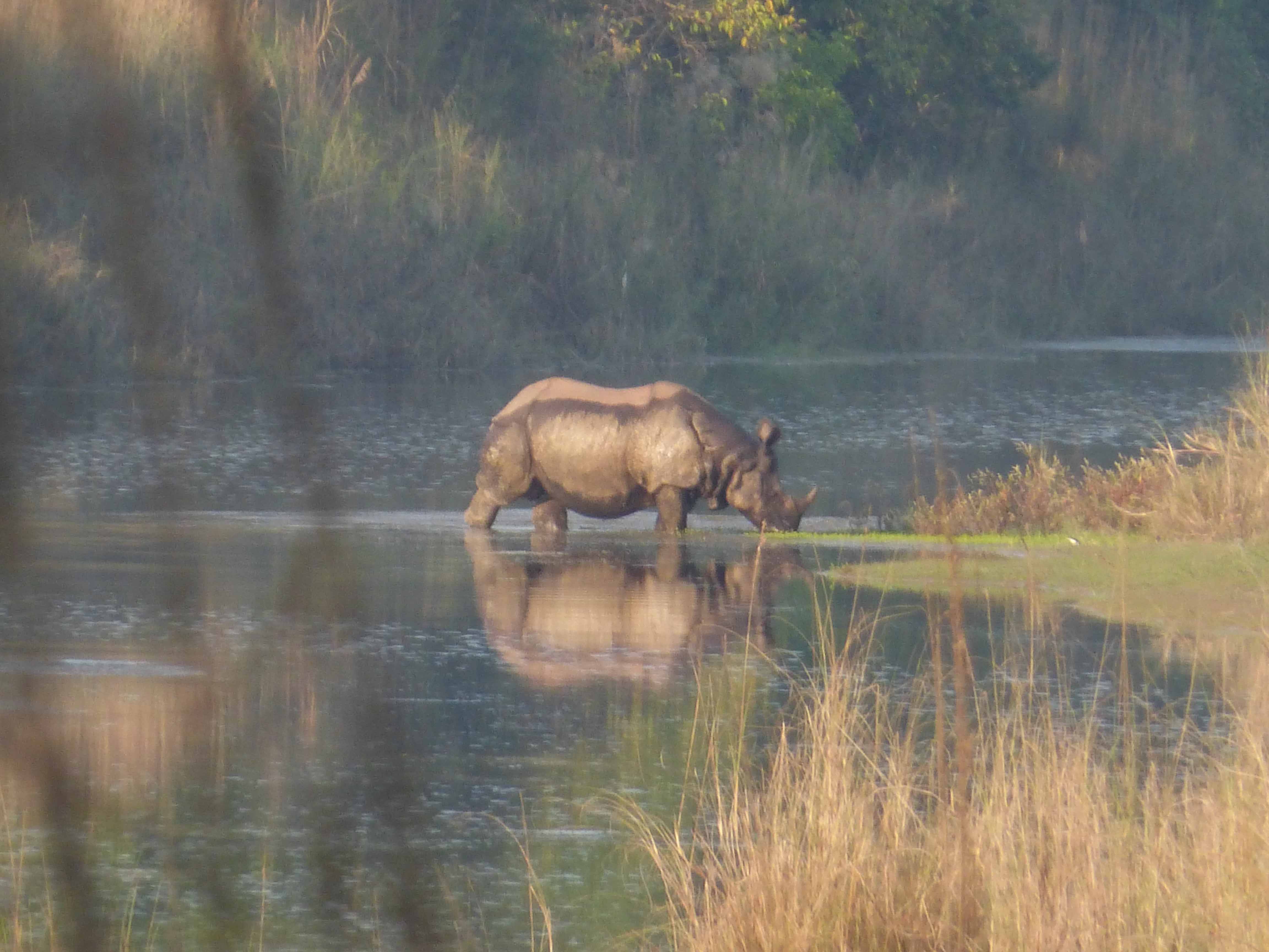 Parc National Bardia Népal rhino