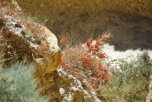 Trekking Népal Mustang